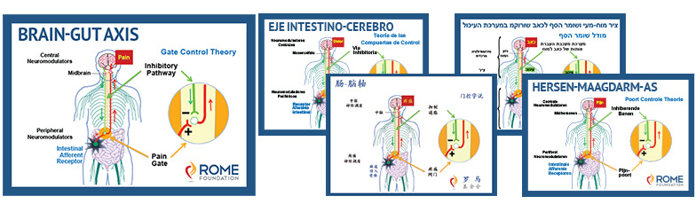 Brain-Gut Axis (English, Dutch, Spanish, Chinese, Hebrew)