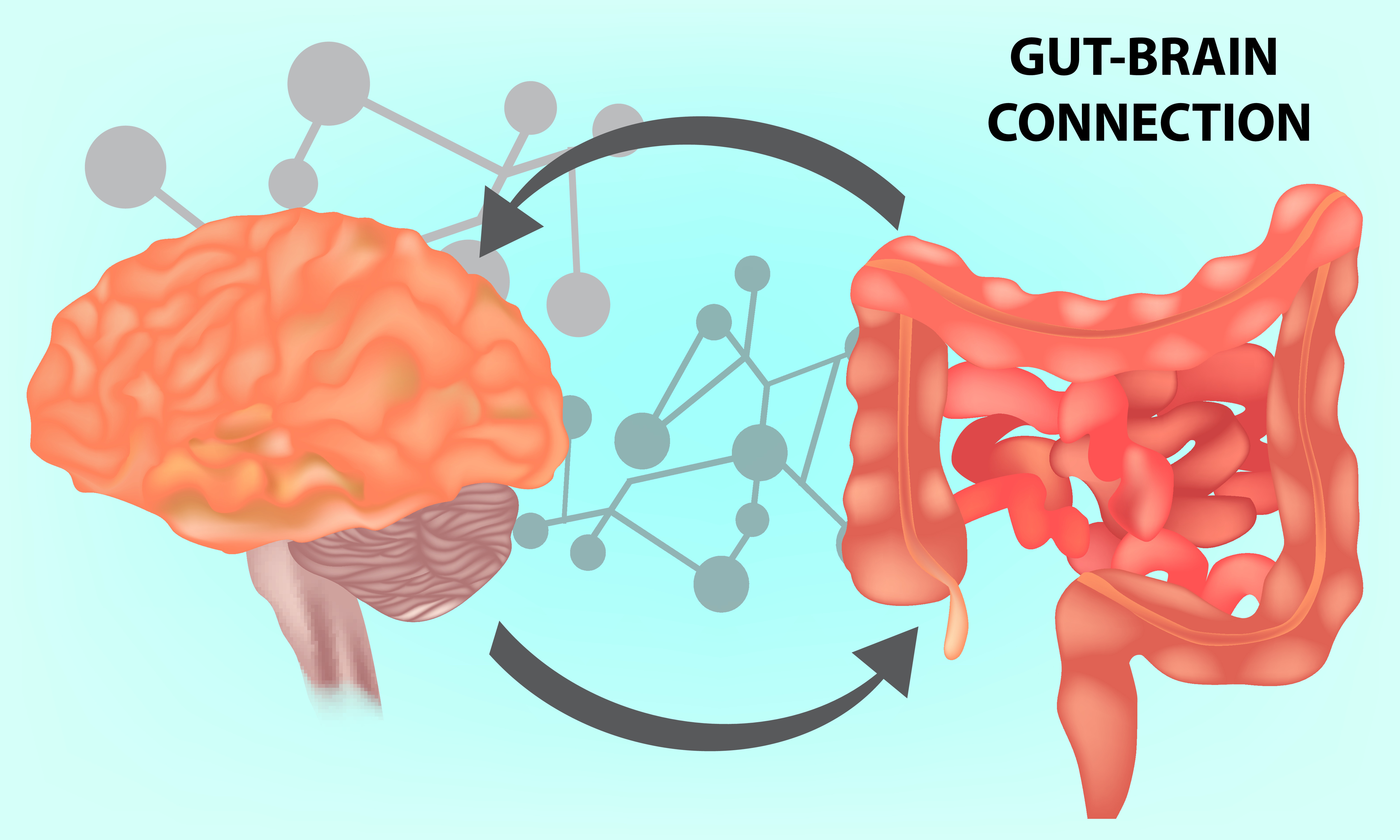 Мозгов обмен. Ось кишечник мозг микробиота. «Ось кишечник-мозг» (gut-Brain Axis).. Кишечник второй мозг человека.